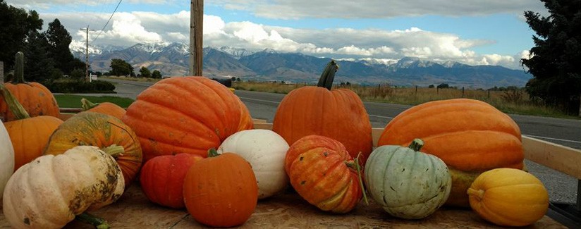 Pivot Irrigation Fuels Growth of Giant Pumpkins