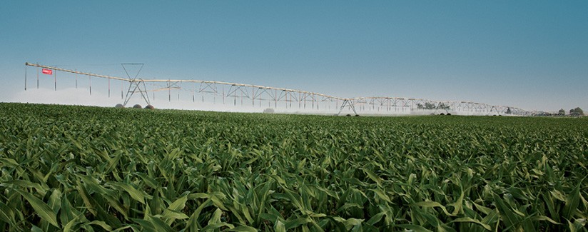 Effective Irrigation Management Maximizes Corn Yields