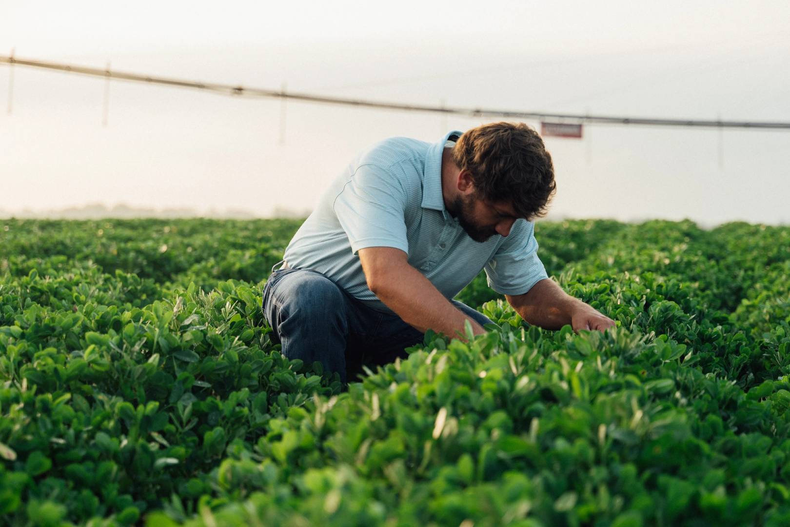 الصورة الرئيسية