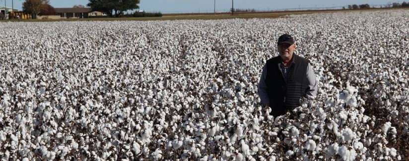 Lots of Little Things Contribute to a Record Cotton Crop
