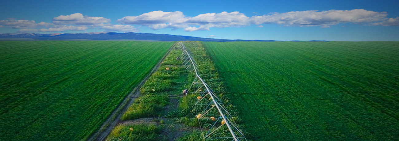 Utah Grower Downsizes Operation to Grow Super-Sized Pumpkins