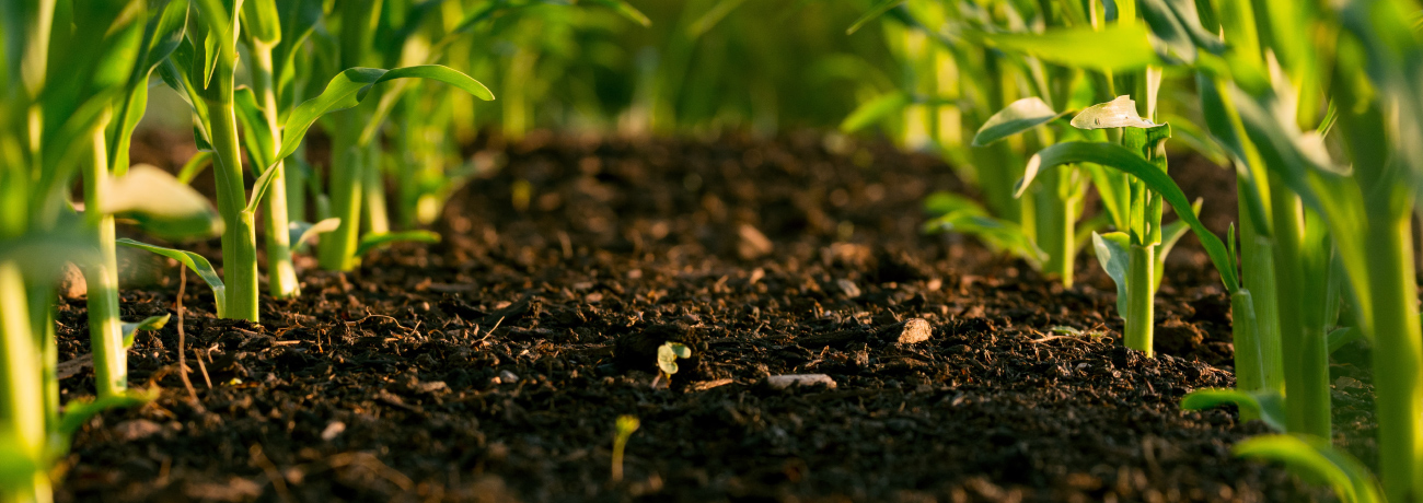 What Your Soil Health Could Mean for Your Irrigation System