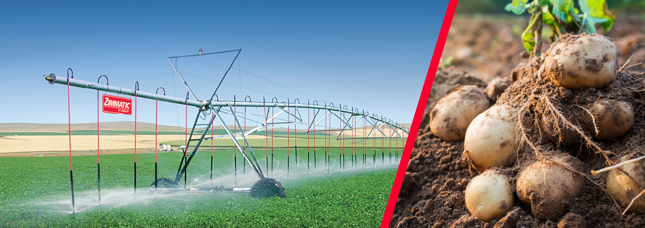 Crop Spotlight: Why Potato Crops Need Efficient Irrigation