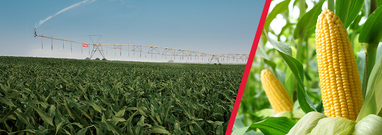 Crop Spotlight: Powering Biofuels with Corn, Soy and Sugar Cane