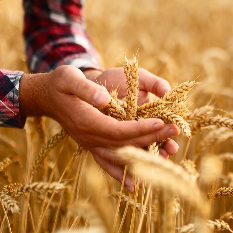 Pourquoi l’irrigation à pivot ?